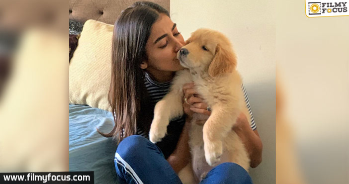 Pooja Hegde Posts The Most Cutest Pic